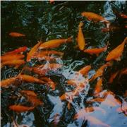 Ripetizioni di cinese (livello base e intermedio)